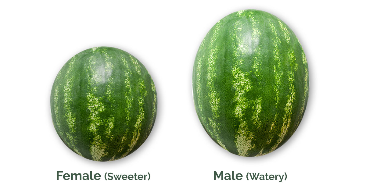 Boy Girl Watermelon